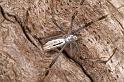 Argiope_syrmatica_D7158_Z_89_Macquarie caravan park_Australie